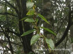 Image of Stachyurus himalaicus Hook. fil. & Thoms. ex Benth.