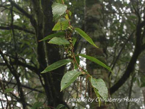 Image de Stachyurus himalaicus Hook. fil. & Thoms. ex Benth.