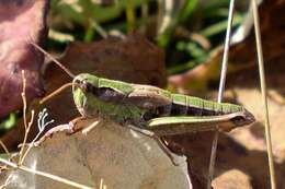 Image of Chorthippus fallax fallax (Zubovski 1900)