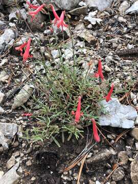 Слика од Penstemon rostriflorus Kellogg