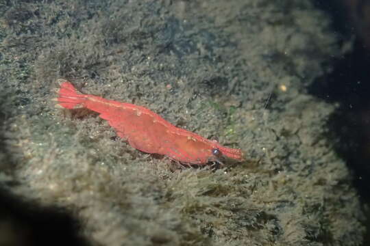 Image of <i>Caridina lanceifrons</i>