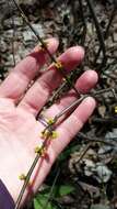 Image of northern spicebush