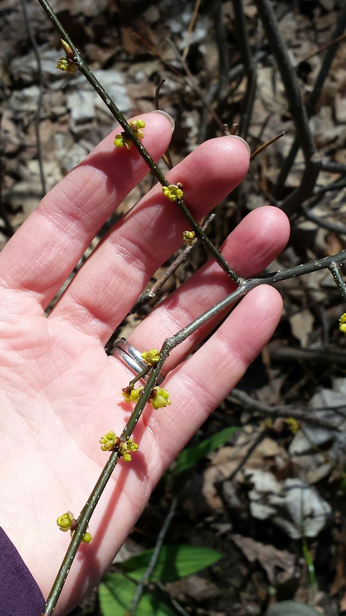 Image of northern spicebush