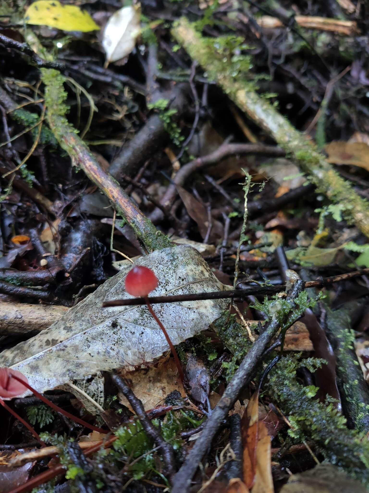 Sivun Mycena ura Segedin 1991 kuva