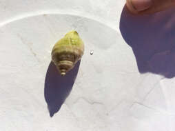 Image of Dog whelk