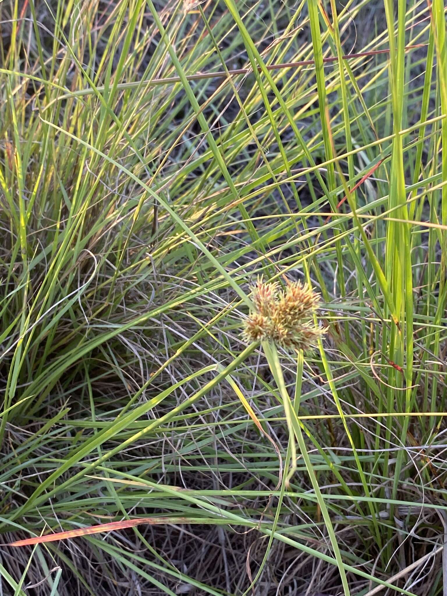 Sivun Cyperus decurvatus (C. B. Clarke) C. Archer & Goetgh. kuva