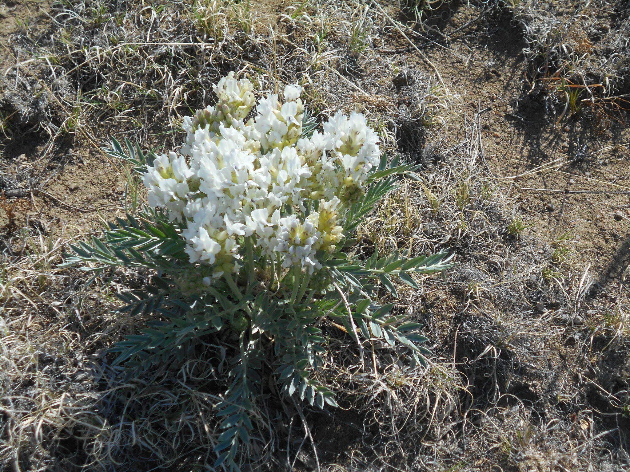 Image of white locoweed