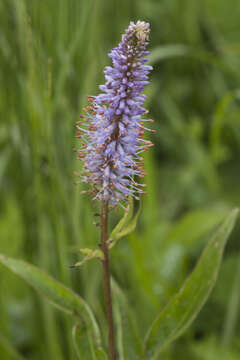 صورة Veronicastrum sibiricum (L.) Pennell