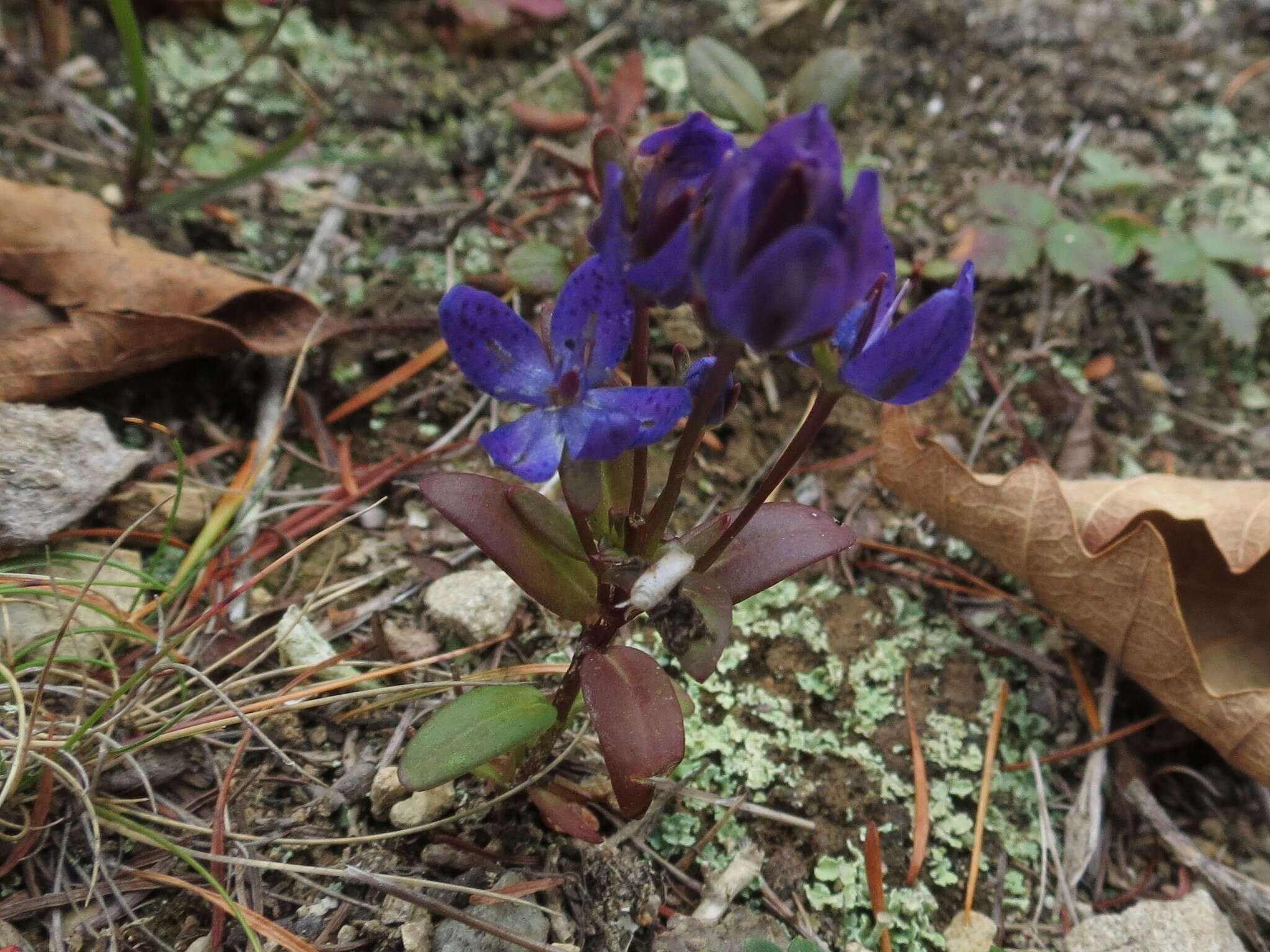 Image of Swertia tetrapetala var. wilfordii (A. Kern.) T. N. Ho