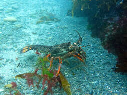 Image of Red Rock Lobster