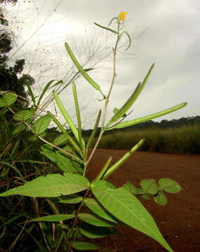 Image of septicweed