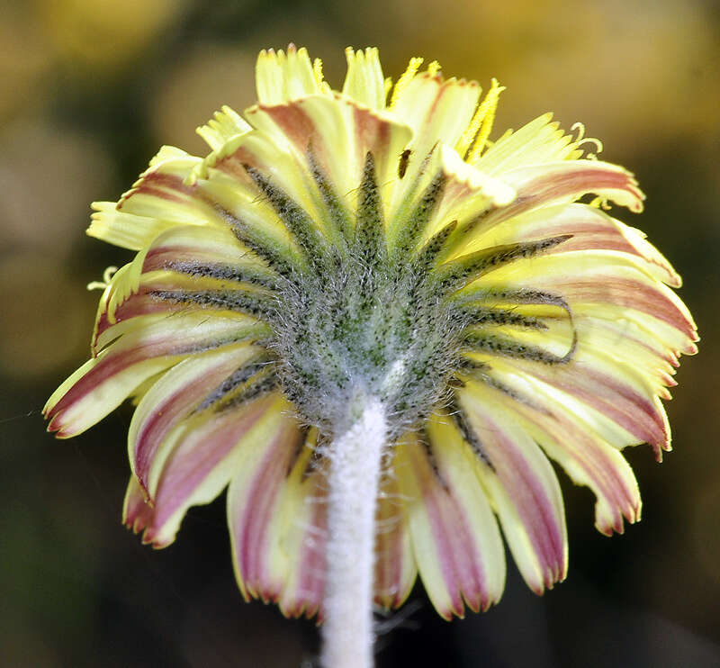 صورة Pilosella pseudopilosella (Ten.) Sojak