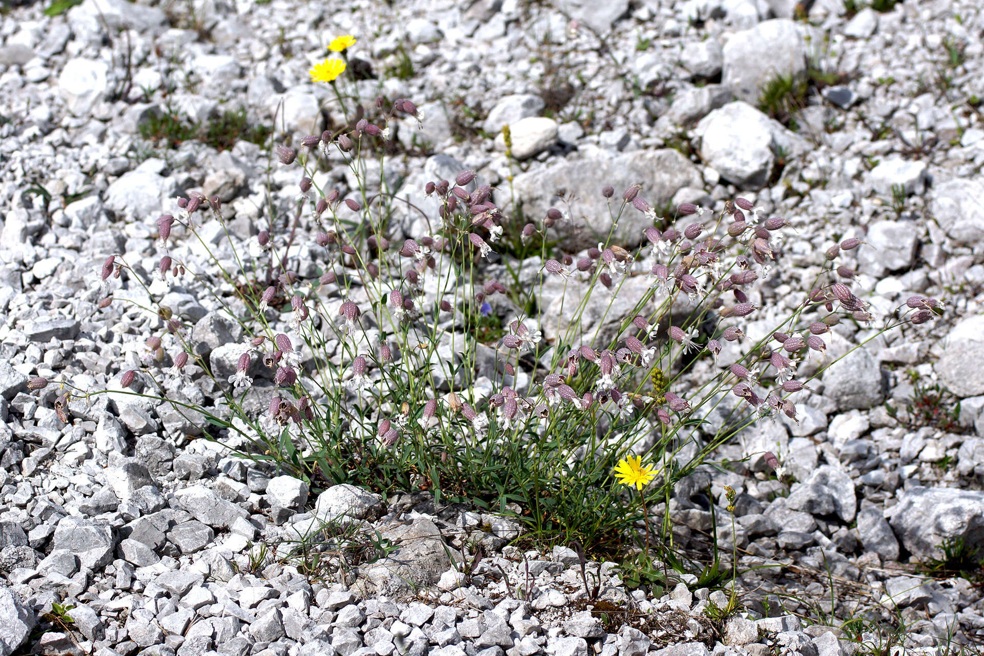 Image de Silene vulgaris subsp. glareosa (Jordan) Marsden-Jones & Turrill