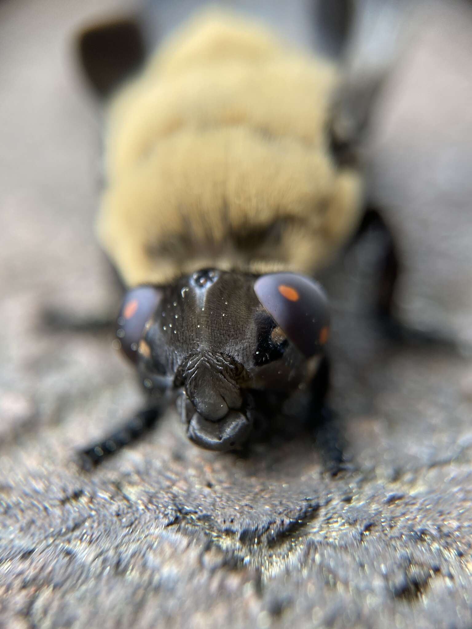 Sivun Cuterebra abdominalis Swenk 1905 kuva