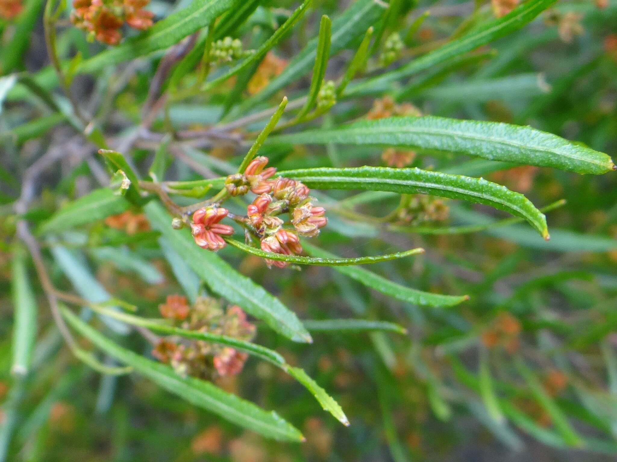 Image of narrow-leaf hopbush