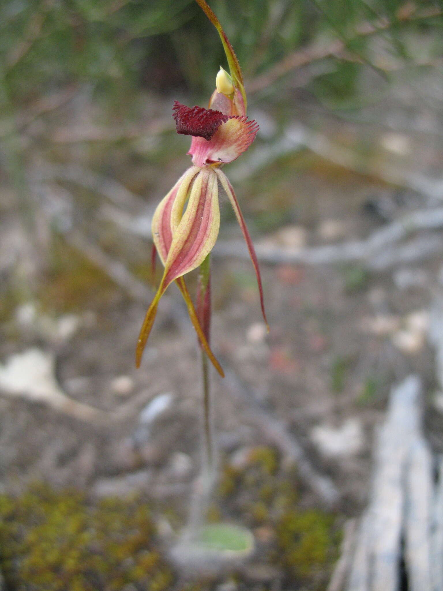 Image of Stumpy spider orchid