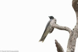 Image of Black-faced Cuckoo-shrike