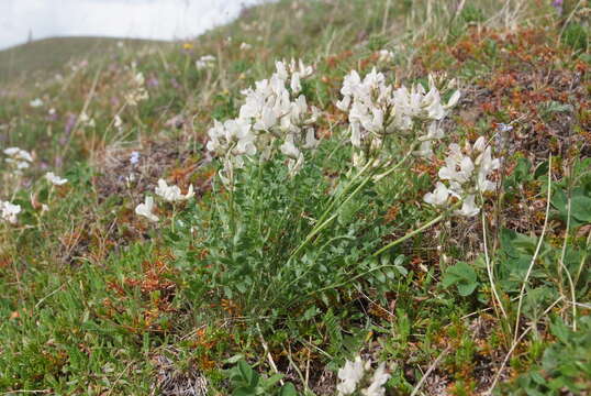 Image de Oxytropis sordida