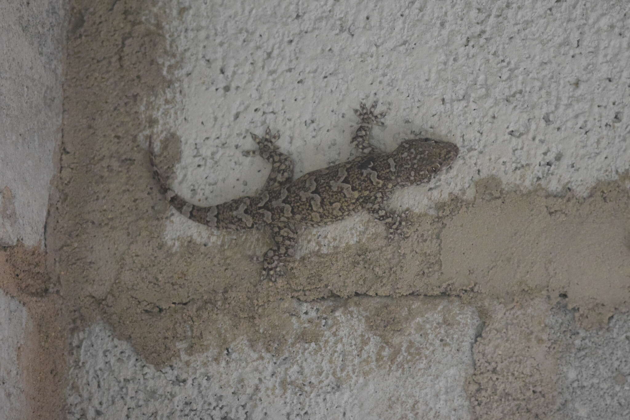 Image of Giant Leaf-toed Gecko