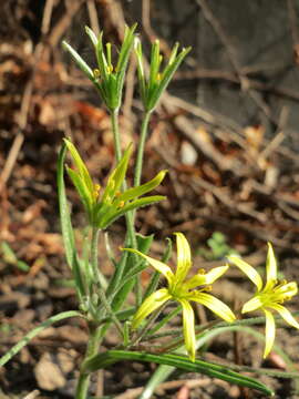 Image of field star-of-bethlehem