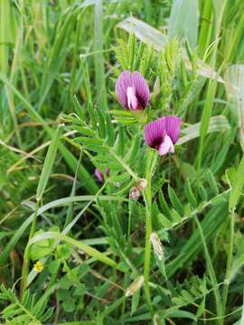 Image of hairy yellow vetch