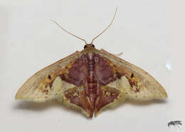 Image of Idaea flavicosta Dognin 1914