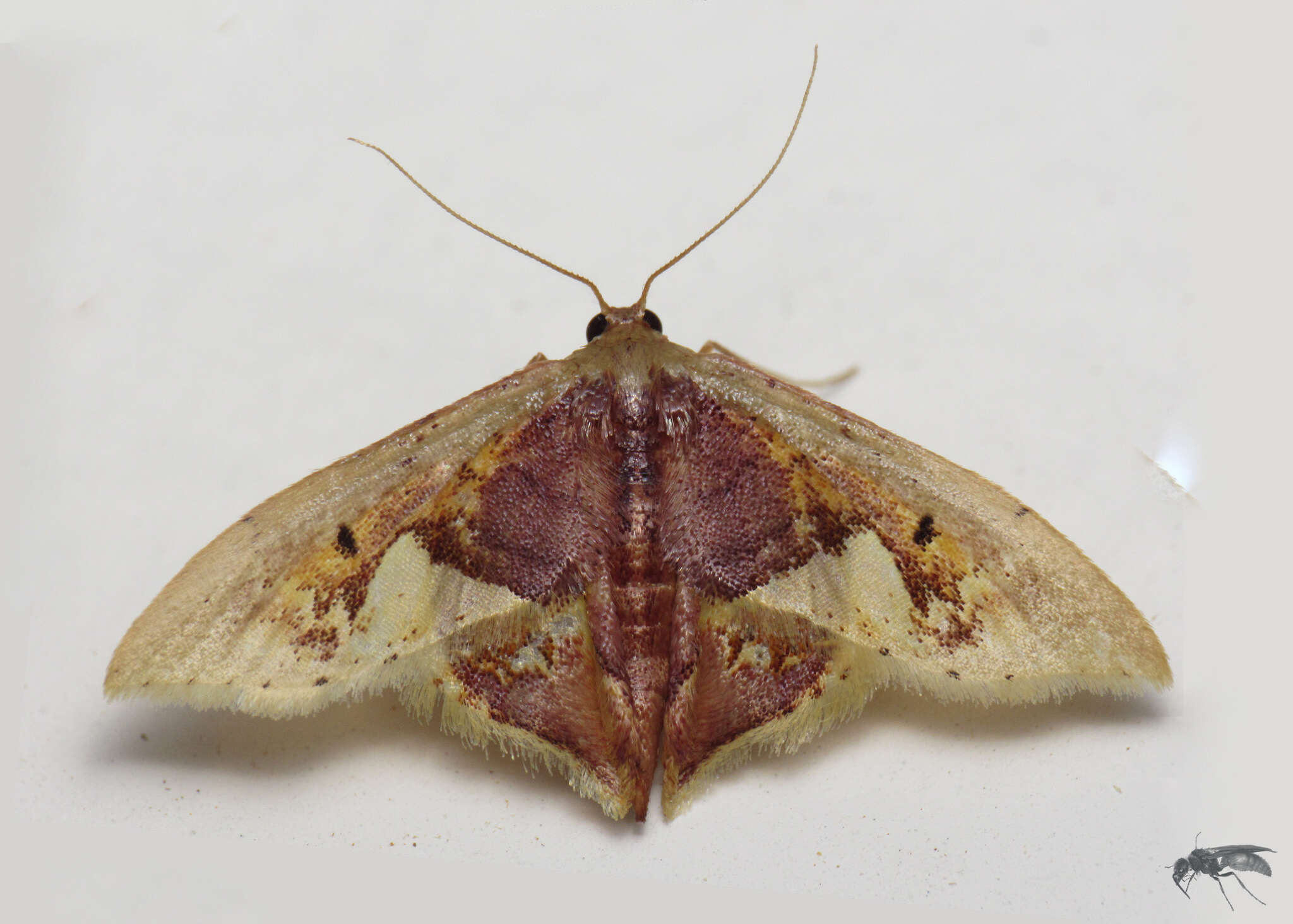 Image of Idaea flavicosta Dognin 1914