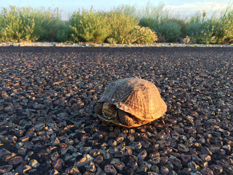 Image of Desert box turtle