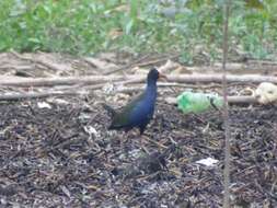 Image of Allen's Gallinule