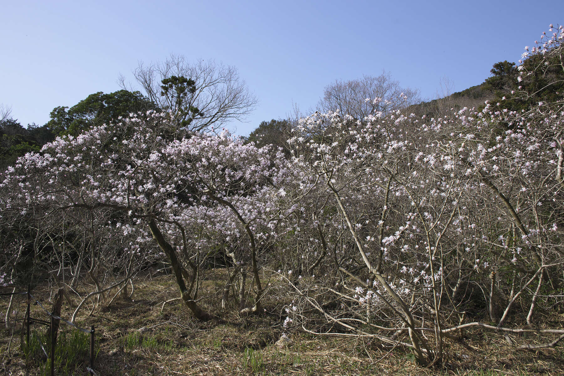 Image of Star Magnolia