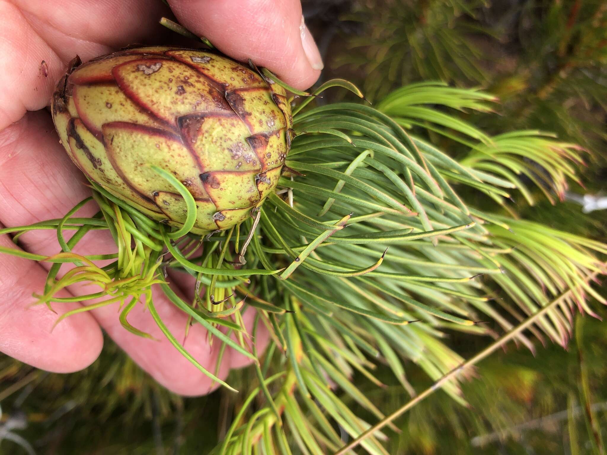 Image of Protea pityphylla Phillips