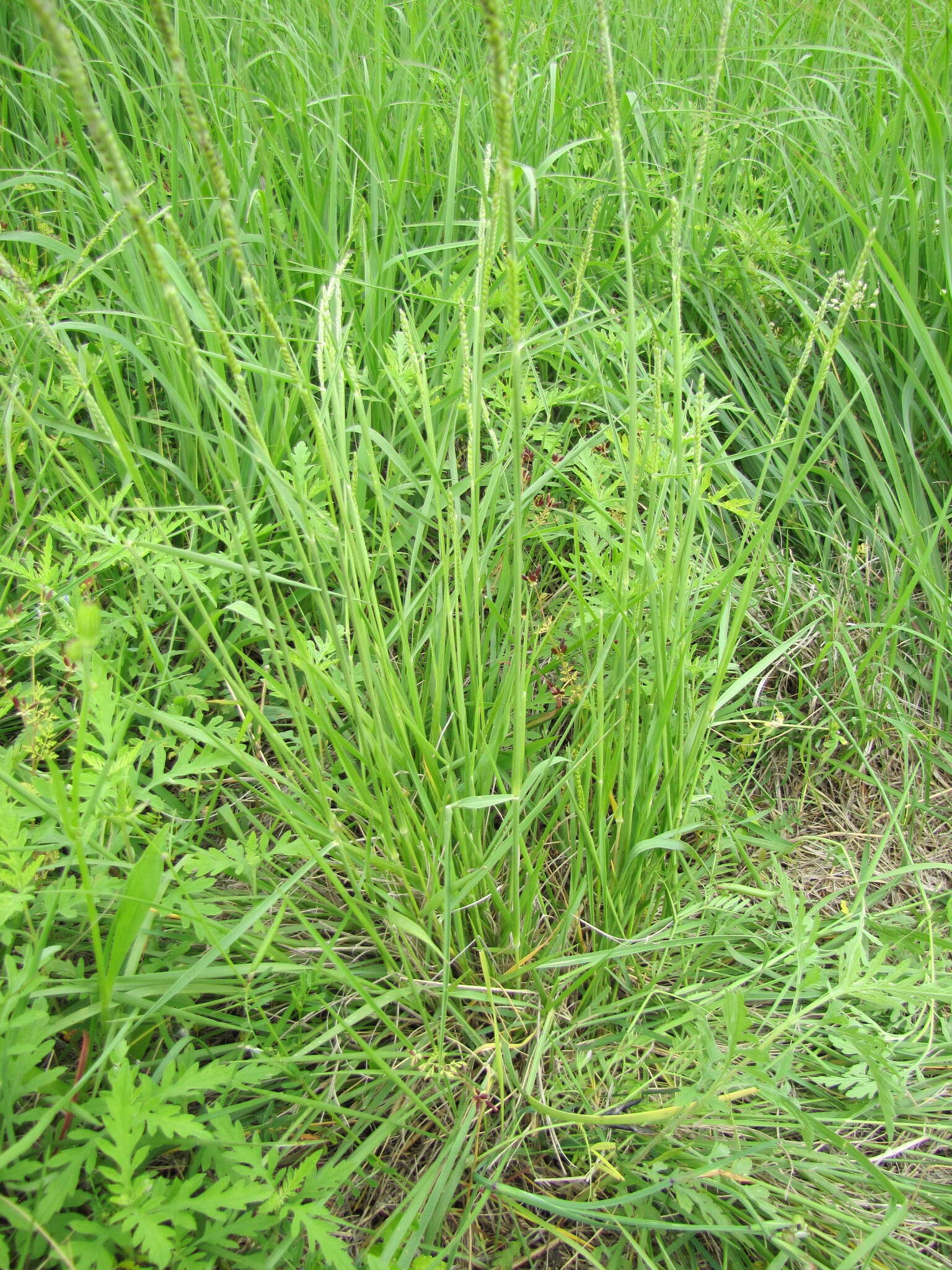 Image of Texas cupgrass