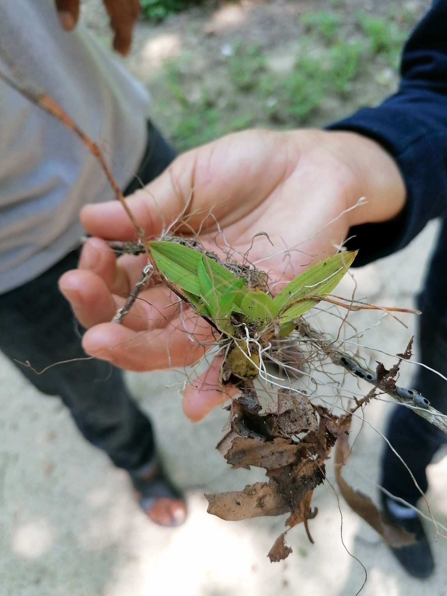 Imagem de Erycina echinata (Kunth) Lindl.