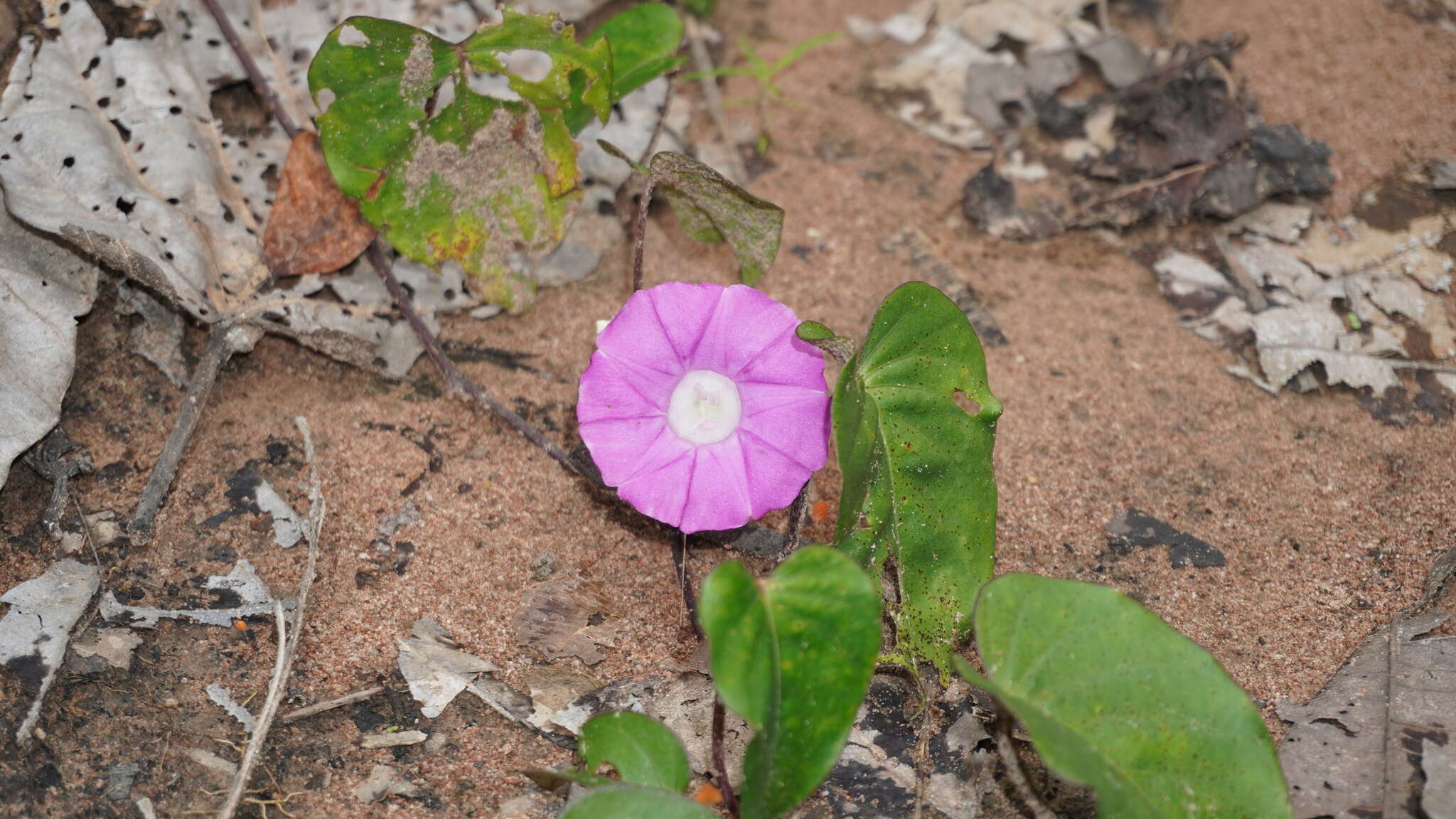 Image of Argyreia confusa (Prain) Raiz.