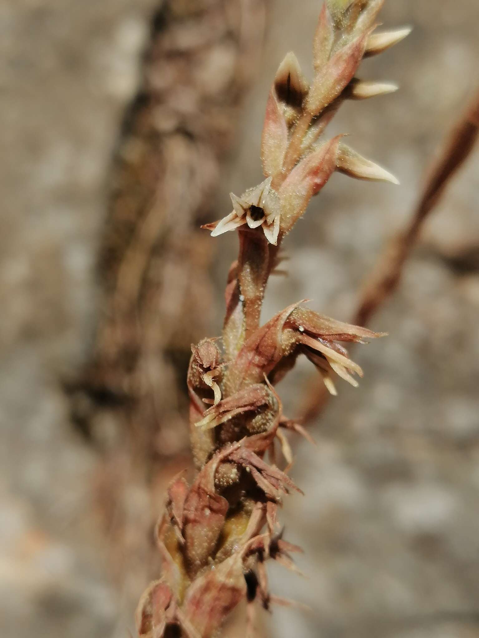 Imagem de Aulosepalum pyramidale (Lindl.) M. A. Dix & M. W. Dix