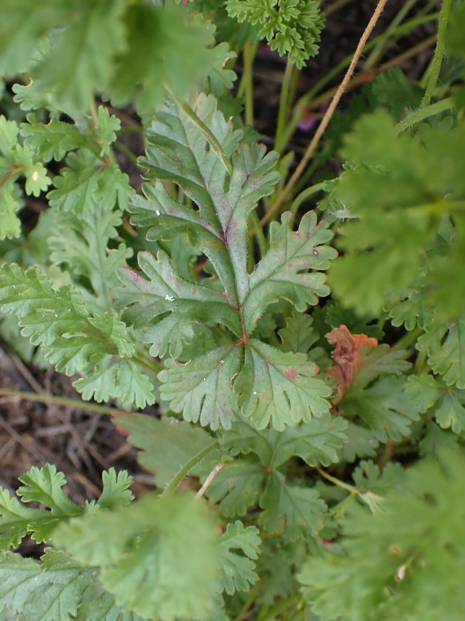 Image of Pelargonium multicaule subsp. multicaule