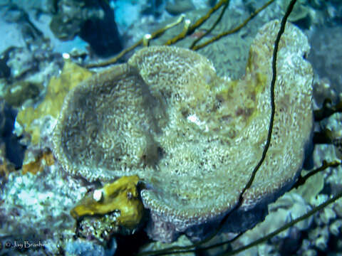 Image of Black Wire Coral