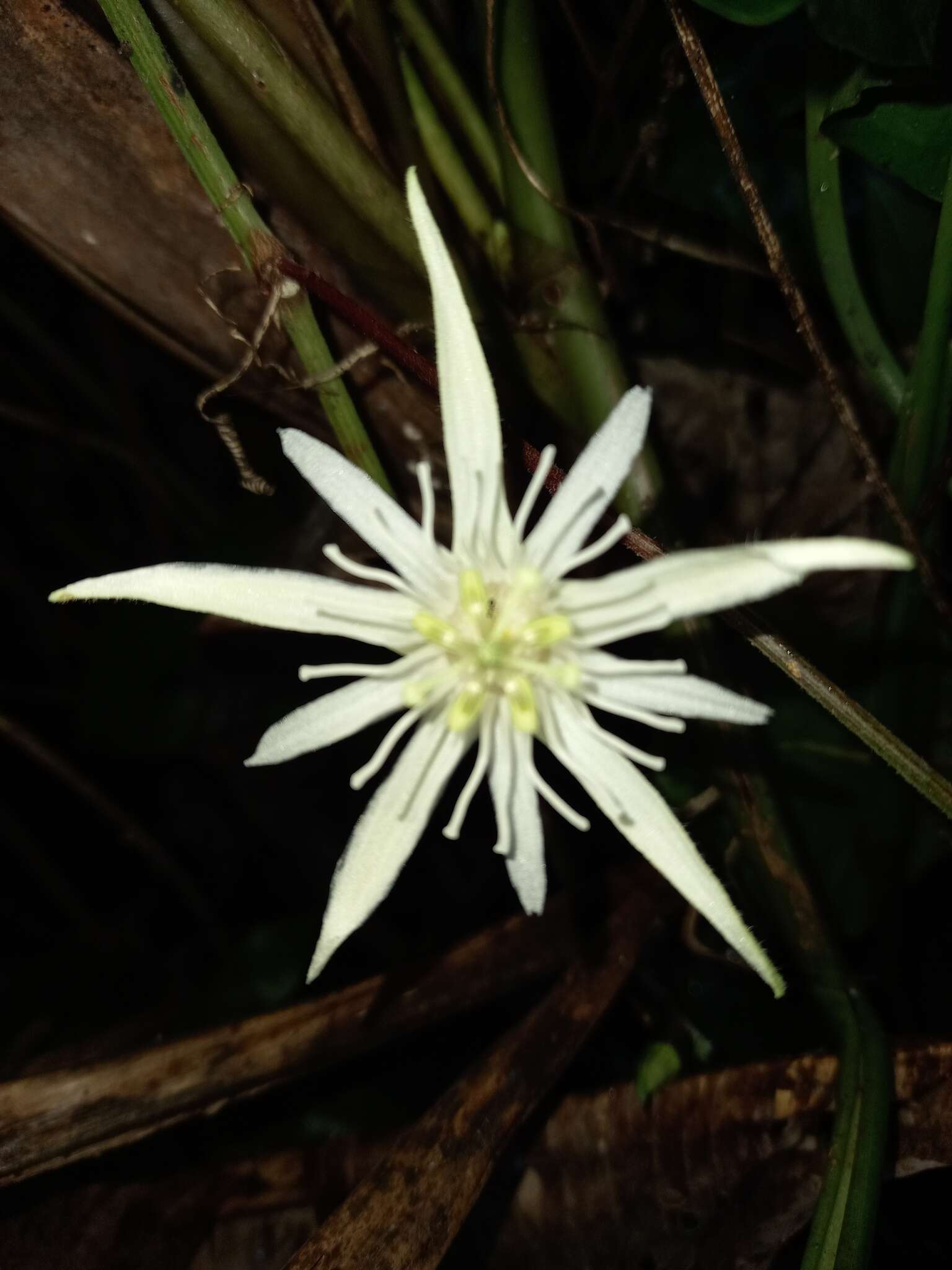 Passiflora capsularis L. resmi