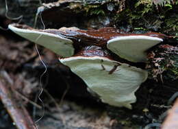 Ganoderma australe (Fr.) Pat.的圖片