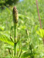 Image of Marsh Horsetail