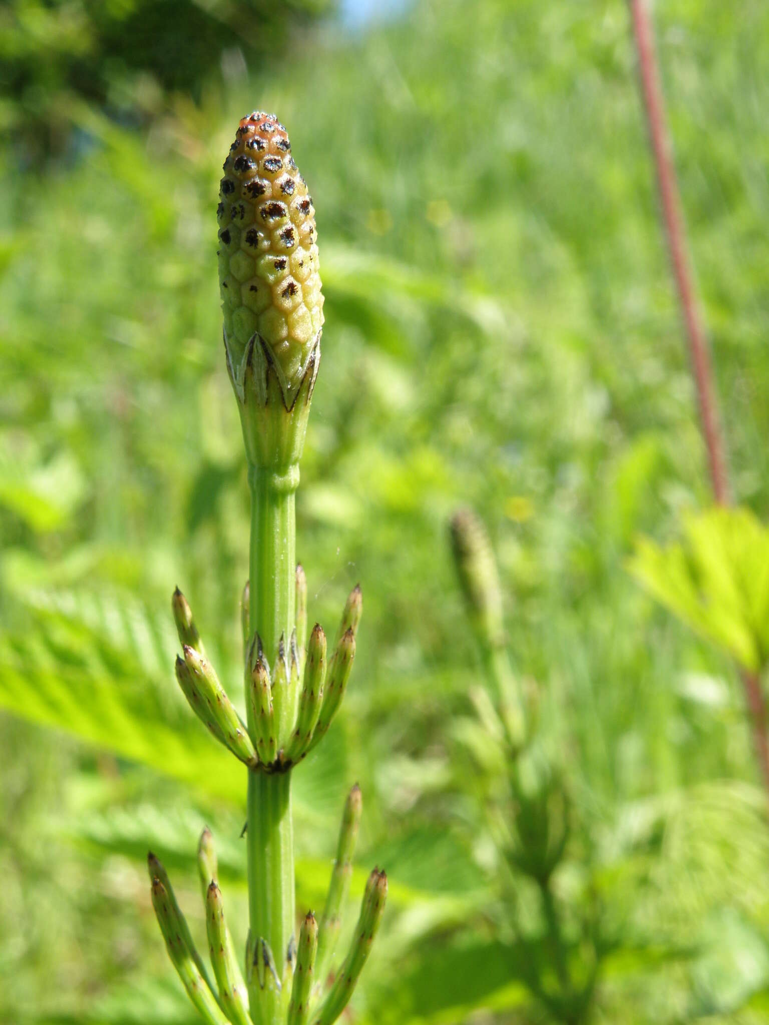 Image of Marsh Horsetail