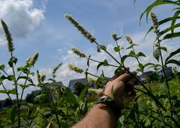 Image of purple giant hyssop