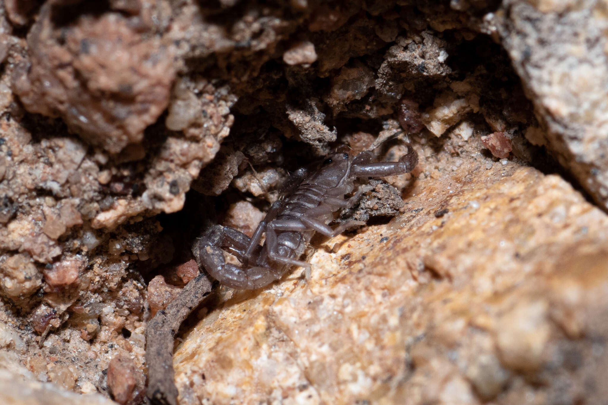 Image of Serradigitus gertschi (Williams 1968)