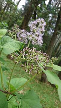 Image of Hebeclinium tetragonum Benth.