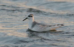 Image of Grey (Red) Phalarope