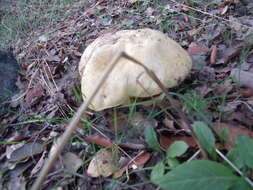 Image of Iodine bolete