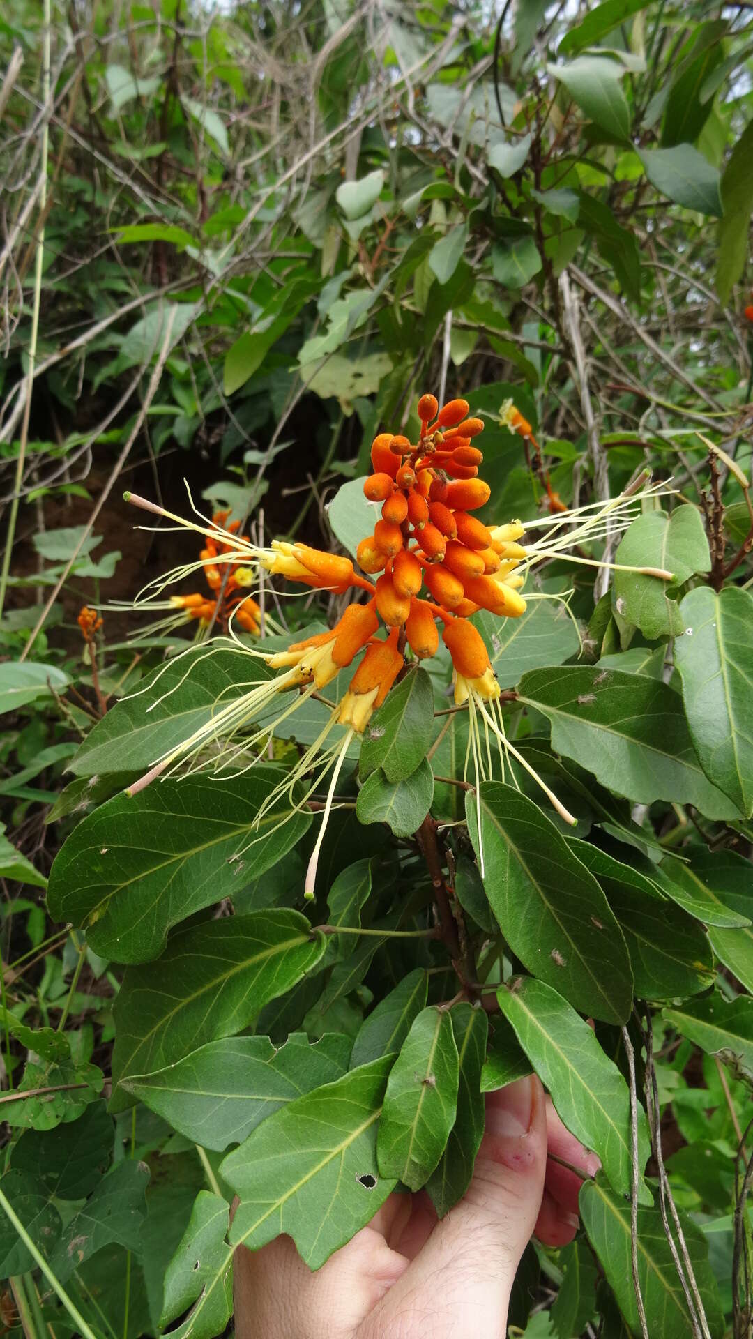 Image of Steriphoma peruvianum Spruce ex Eichl.