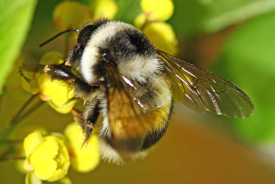 Image of Bombus patagiatus Nylander 1848