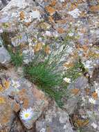 Image of sand fleabane