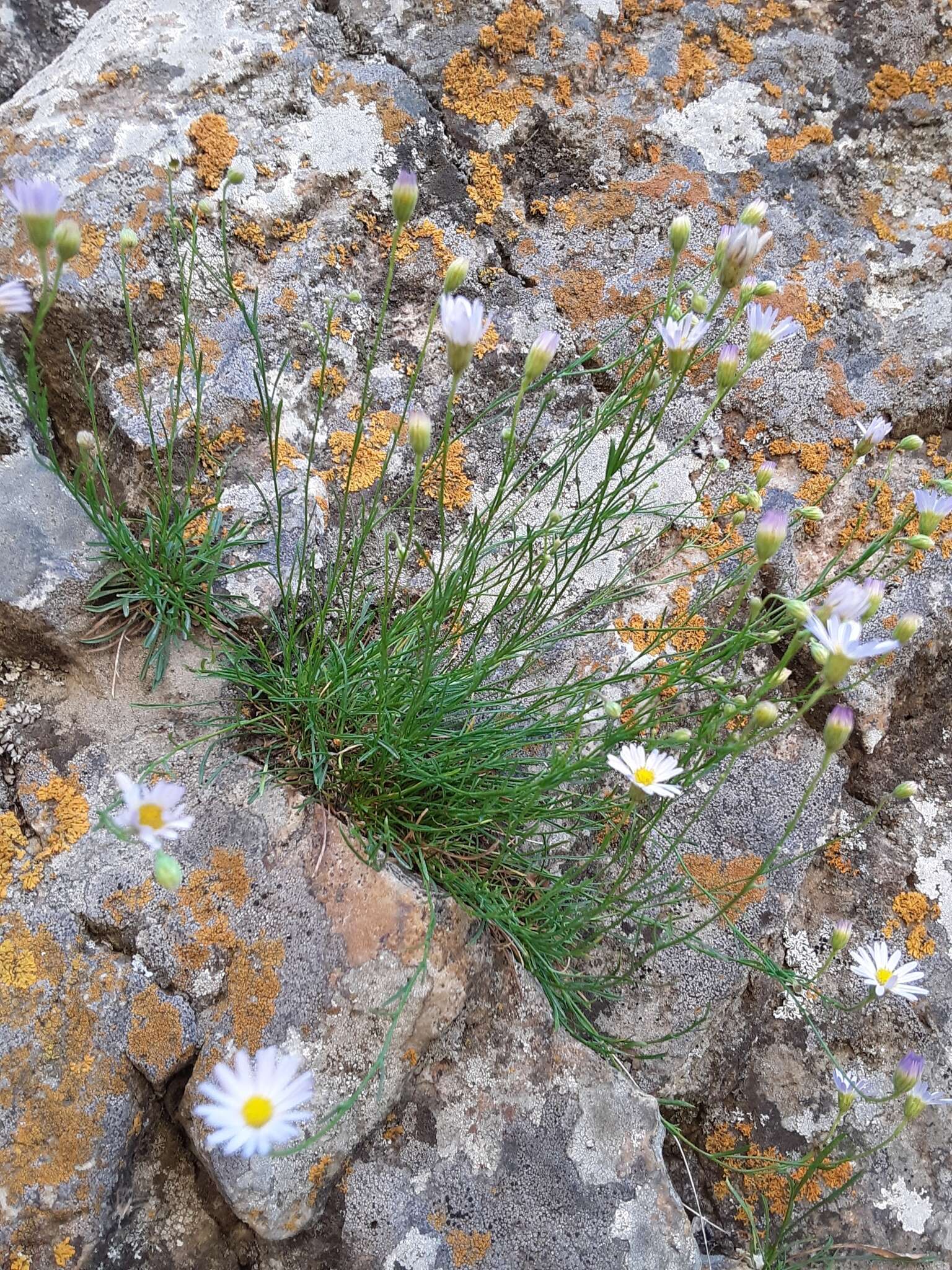 Image of sand fleabane